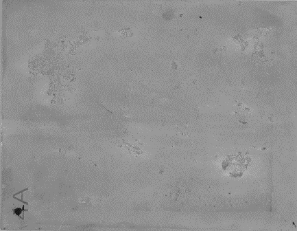 Displayed Image